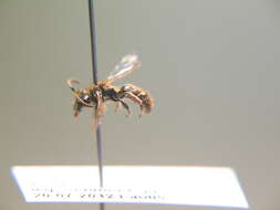 Image of Colletes impunctatus Nylander 1852