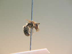 Image of Colletes impunctatus Nylander 1852