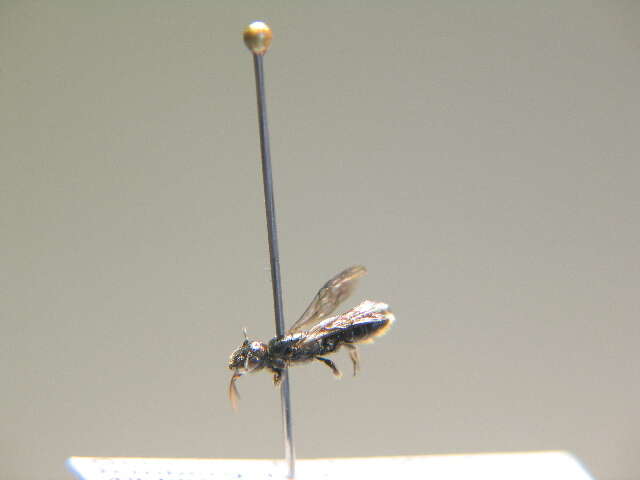 Image of Carpenter bee