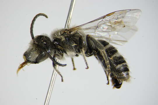 Lasioglossum albocinctum (Lucas 1849)的圖片