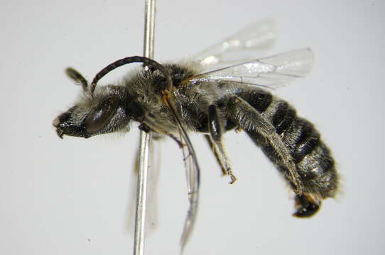 Lasioglossum albocinctum (Lucas 1849)的圖片