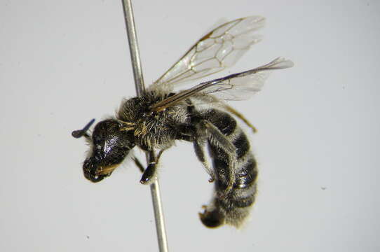 Lasioglossum albocinctum (Lucas 1849)的圖片