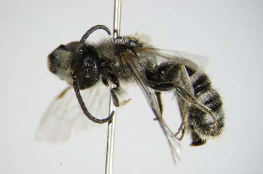 Lasioglossum albocinctum (Lucas 1849)的圖片