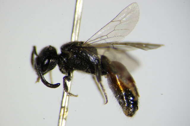 صورة Sphecodes hyalinatus Hagens 1882