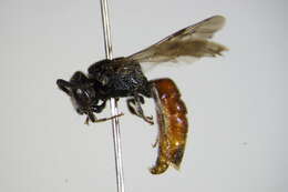 Sphecodes schenckii Hagens 1882 resmi