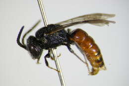 صورة Sphecodes schenckii Hagens 1882