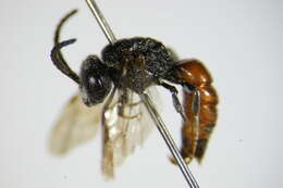 Sphecodes schenckii Hagens 1882 resmi