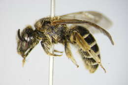 Image of Halictus eurygnathus