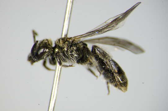 Lasioglossum nitidulum (Fabricius 1804)的圖片