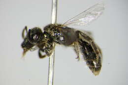 Lasioglossum nitidulum (Fabricius 1804)的圖片