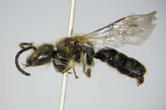 Plancia ëd Lasioglossum subfasciatum (Imhoff 1832)