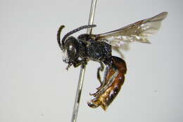 صورة Sphecodes schenckii Hagens 1882