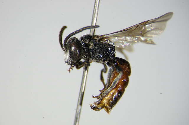 Sphecodes schenckii Hagens 1882 resmi