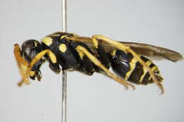 Image of Paper wasp