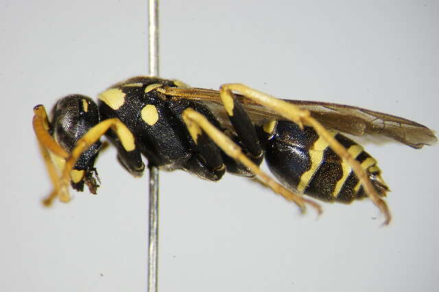 Image of Paper wasp