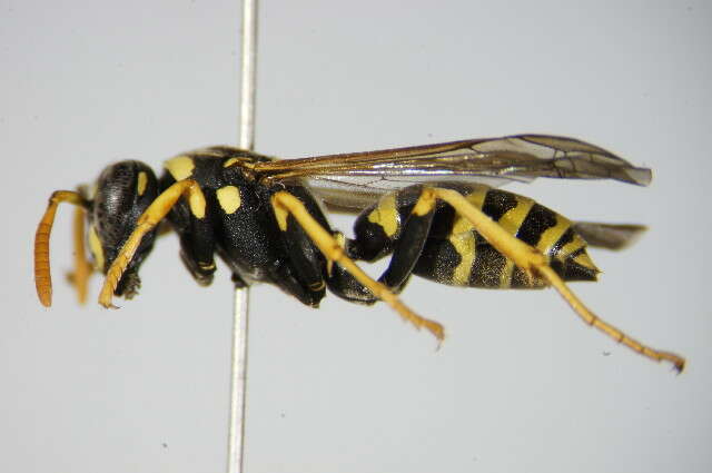 Image of Paper wasp