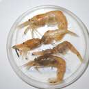 Bythocaris gracilis Smith 1885 resmi