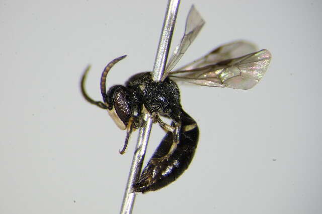 Image of <i>Hylaeus incongruus</i>