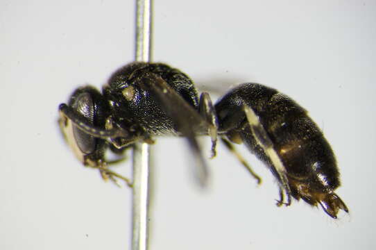 Image of Hylaeus gibbus Saunders 1850