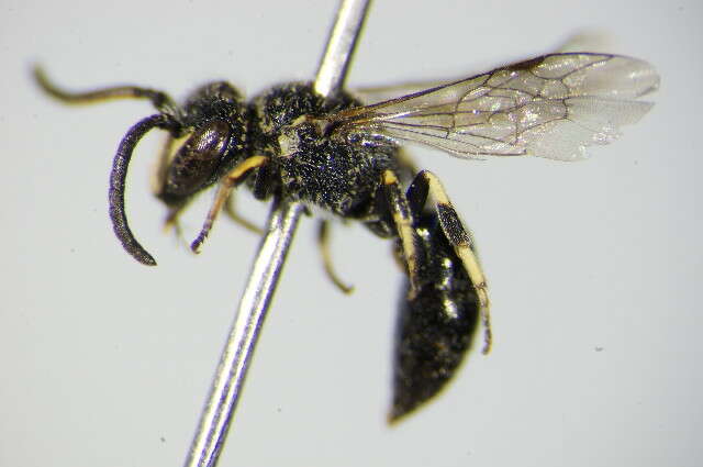 Image of Hylaeus alpinus (Morawitz 1867)