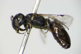 Imagem de Hylaeus tyrolensis Förster 1871