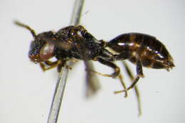 Image of Nomada distinguenda Morawitz 1874