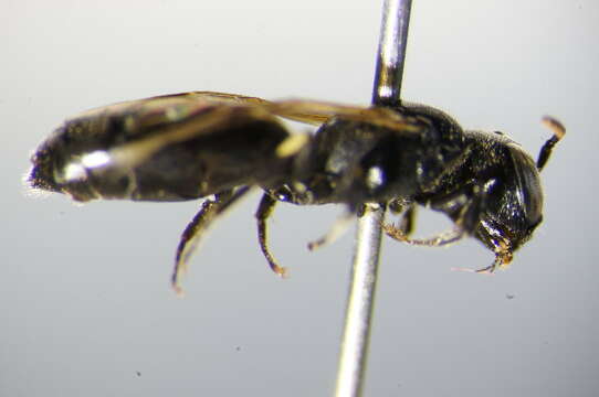 Image of Hylaeus cornutus Curtis 1831