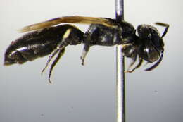 Imagem de Hylaeus cornutus Curtis 1831