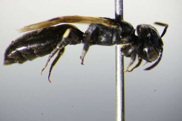 Image of Hylaeus cornutus Curtis 1831