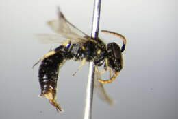 Image of Hylaeus alpinus (Morawitz 1867)