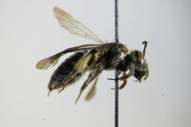 Image of Andrena ampla Warncke 1967