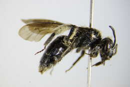 Image of Andrena ampla Warncke 1967