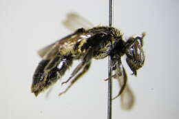 Image of Andrena ampla Warncke 1967