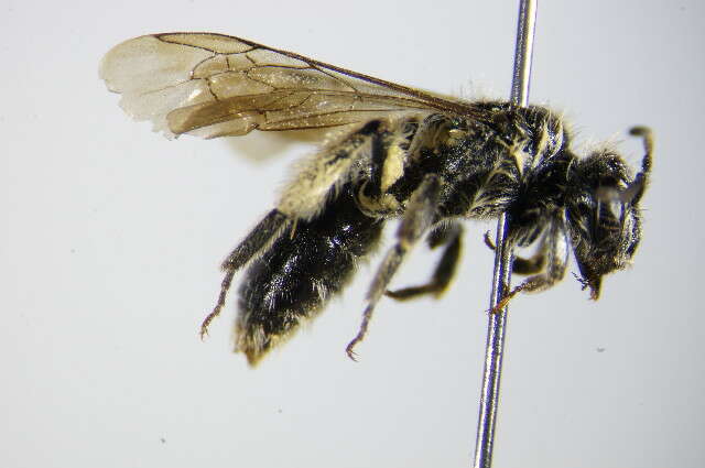 Image of Andrena ampla Warncke 1967