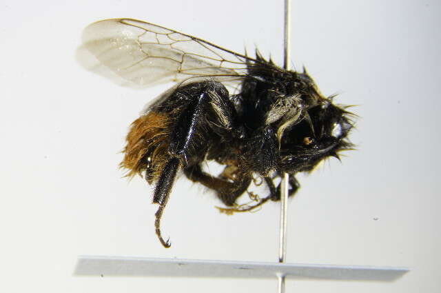 Image of Red tailed bumblebee