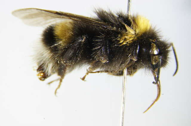 Image of Buff-tailed bumblebee