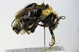 Image of Bombus argillaceus (Scopoli 1763)