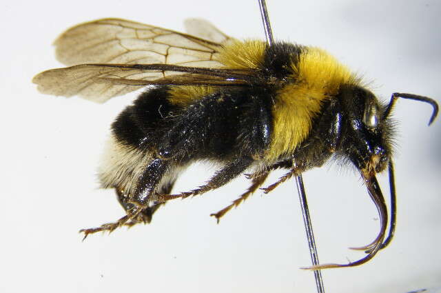 Слика од Bombus argillaceus (Scopoli 1763)