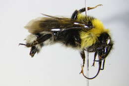 Image of Bombus argillaceus (Scopoli 1763)