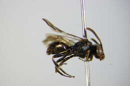 Image of Nomada distinguenda Morawitz 1874