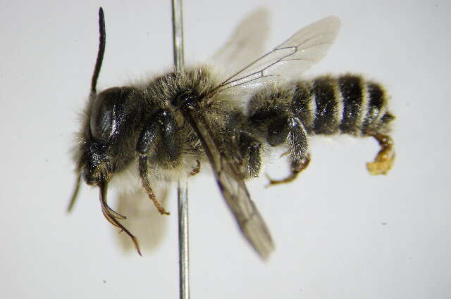 Megachile versicolor Smith 1844的圖片