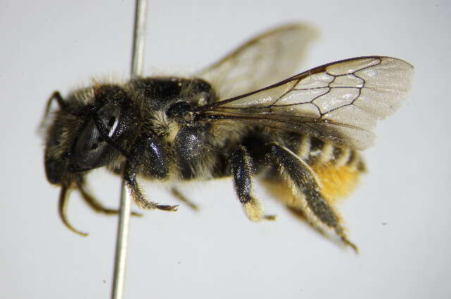 Image of Megachile leaf-cutter bee