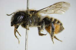 Megachile versicolor Smith 1844的圖片