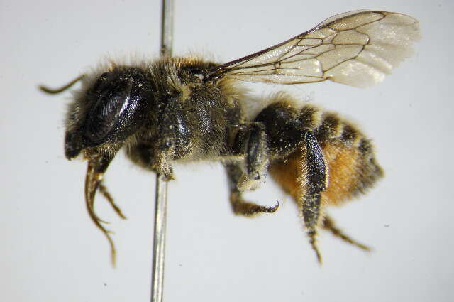 Megachile versicolor Smith 1844的圖片