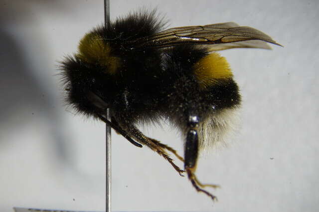 Image of Buff-tailed bumblebee