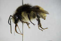 Image of Brown-banded carder bee