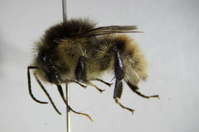 Image of Brown-banded carder bee