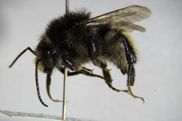 Image of Brown-banded carder bee