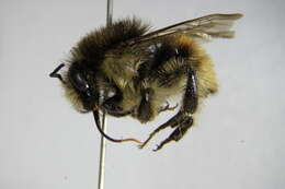 Image of Brown-banded carder bee