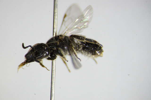 Lasioglossum clypeare (Schenck 1853) resmi